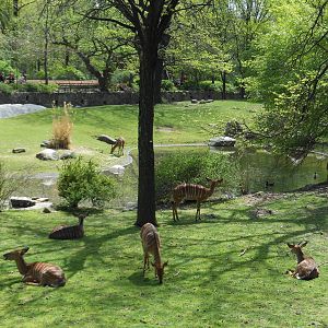 Bronx Zoo- African Plains- N'yala Herd