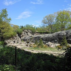Bronx Zoo- Big Bears- Grizzly Bear Exhibit (in Spring)
