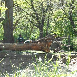 Bronx Zoo- Astor Court- Work Being Done at the Former Elephant Exhibit 2