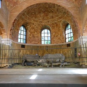 Bronx Zoo- Zoo Center- White Rhinoceros Exhibit