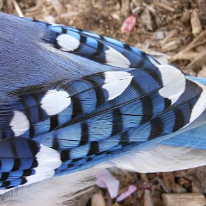 Close-up of Blue Jay Feathers