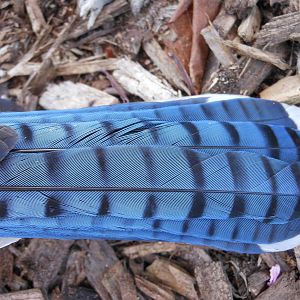 Blue Jay Tail Feathers