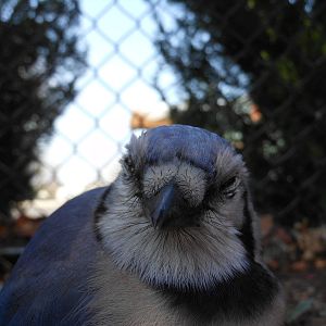 Blue Jay Front View