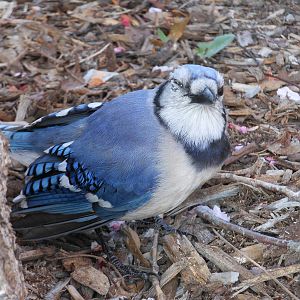 Blue Jay- Injured?