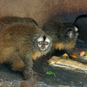 Parque Zoologico Huachipa 2012