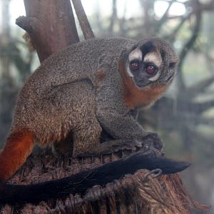 Parque Zoologico Huachipa 2012