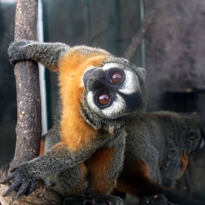 Parque Zoologico Huachipa 2012