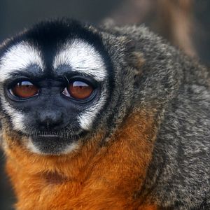 Parque Zoologico Huachipa 2012