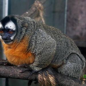 Parque Zoologico Huachipa 2012