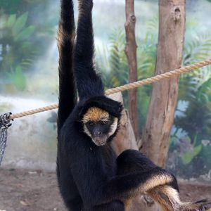 Parque Zoologico Huachipa 2012