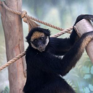 Parque Zoologico Huachipa 2012