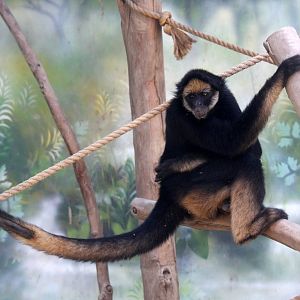 Parque Zoologico Huachipa 2012