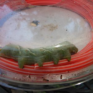 Tomato Hornworm