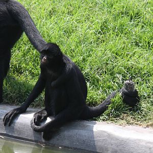 Parque Zoologico Huachipa 2012