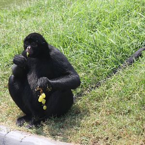 Parque Zoologico Huachipa 2012