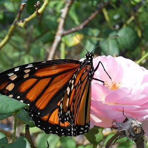Monarch Butterfly