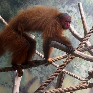 Parque Zoologico Huachipa 2012