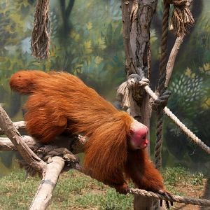 Parque Zoologico Huachipa 2012