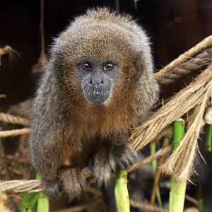 Parque Zoologico Huachipa 2012