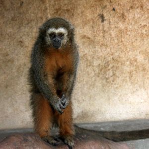 Parque Zoologico Huachipa 2012