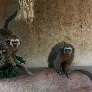 Parque Zoologico Huachipa 2012