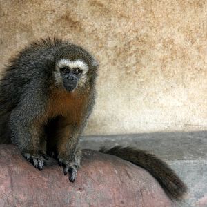 Parque Zoologico Huachipa 2012