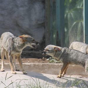 Parque Zoologico Huachipa 2012