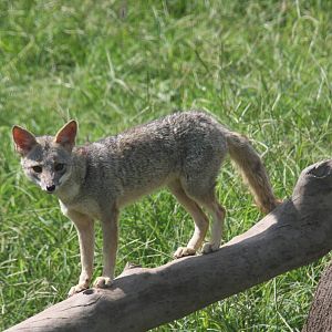Parque Zoologico Huachipa 2012