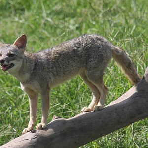 Parque Zoologico Huachipa 2012