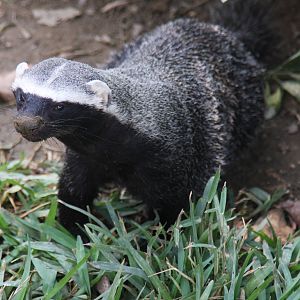 Parque Zoologico Huachipa 2012