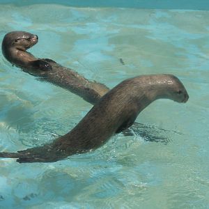 Parque Zoologico Huachipa 2012