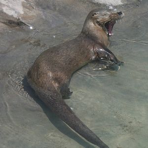 Parque Zoologico Huachipa 2012