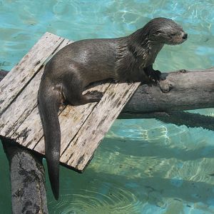 Parque Zoologico Huachipa 2012
