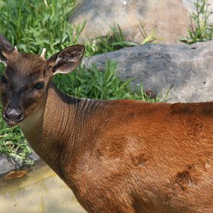 Parque Zoologico Huachipa 2012