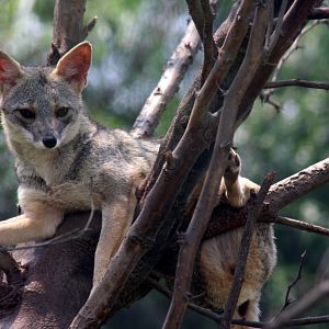 Parque Zoologico Huachipa 2012