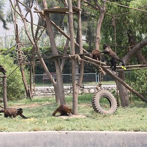 Parque Zoologico Huachipa 2012