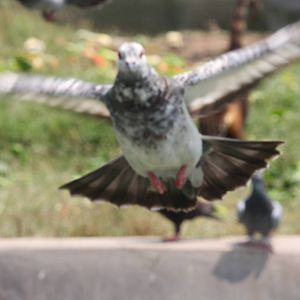 Parque Zoologico Huachipa 2012