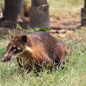 Parque Zoologico Huachipa 2012