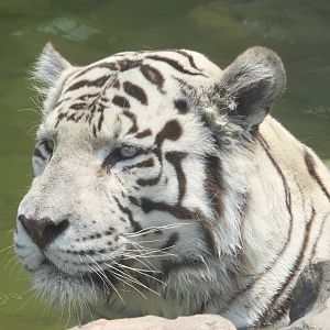 Parque Zoologico Huachipa 2012