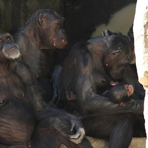 Baby chimpanzee 06-24-2012