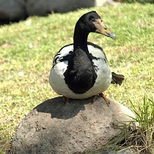 Magpie goose