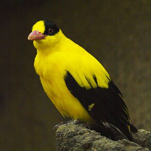 Cock Black-naped oriole