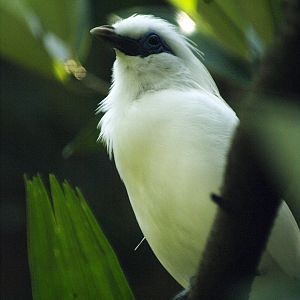 Bali myna