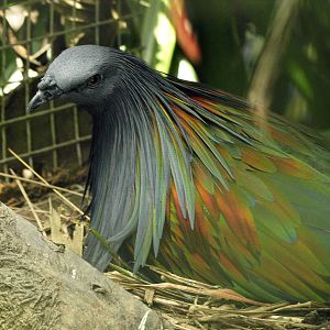 Nicobar pigeon on nest