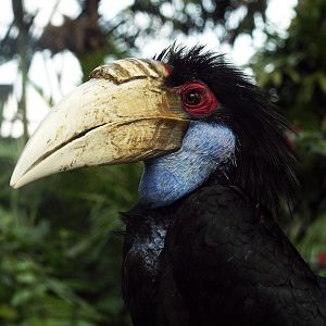 Hen Wreathed hornbill