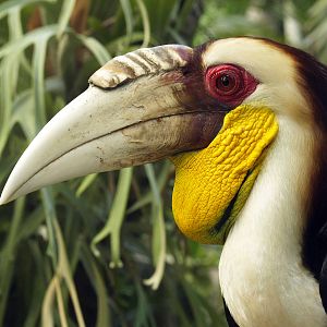 Cock Wreathed hornbill