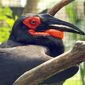 Ground hornbill
