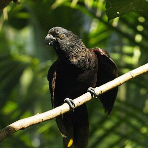 Black lory