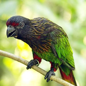 Yellow-streaked lory