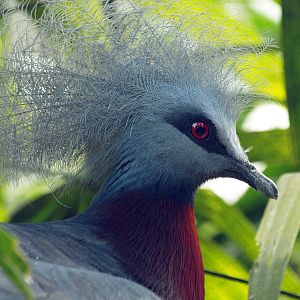 Southern Crowned pigeon on nest
